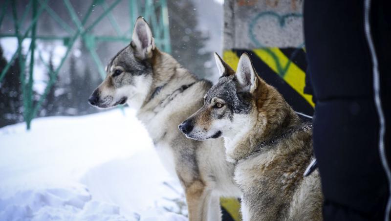 Duminică, de la ora 22.00, la Antena 1. O haită de lupi cehi, „actori” în ultimul episod al serialului „Băieți de oraș”