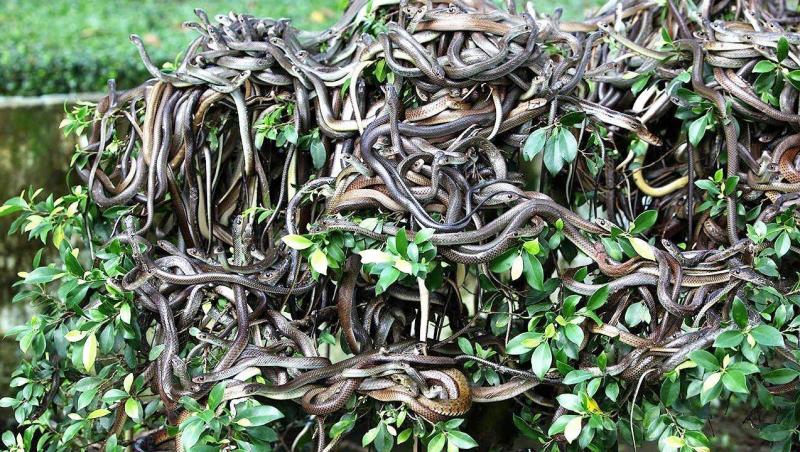 Cea mai mare densitate de șerpi pe metrul pătrat