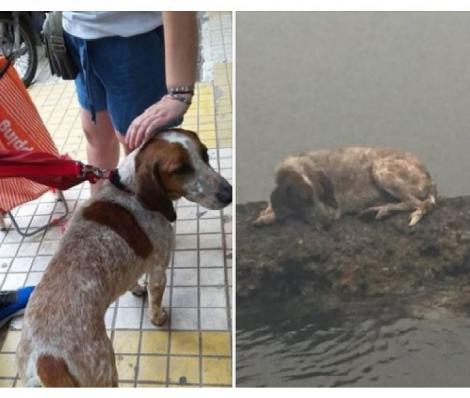 Câinele supraviețuitor din Grecia. Cum a scăpat animalul din flăcările mistuitoare