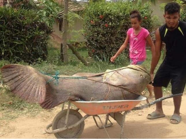 Au mers la pescuit și au prins un pește uriaș! L-au legat cu funie și l-au cărat cu roaba