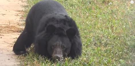 [VIDEO] N-o să-ţi poţi stăpâni lacrimile: momentul în care un urs cu picioarele amputate face primii paşi