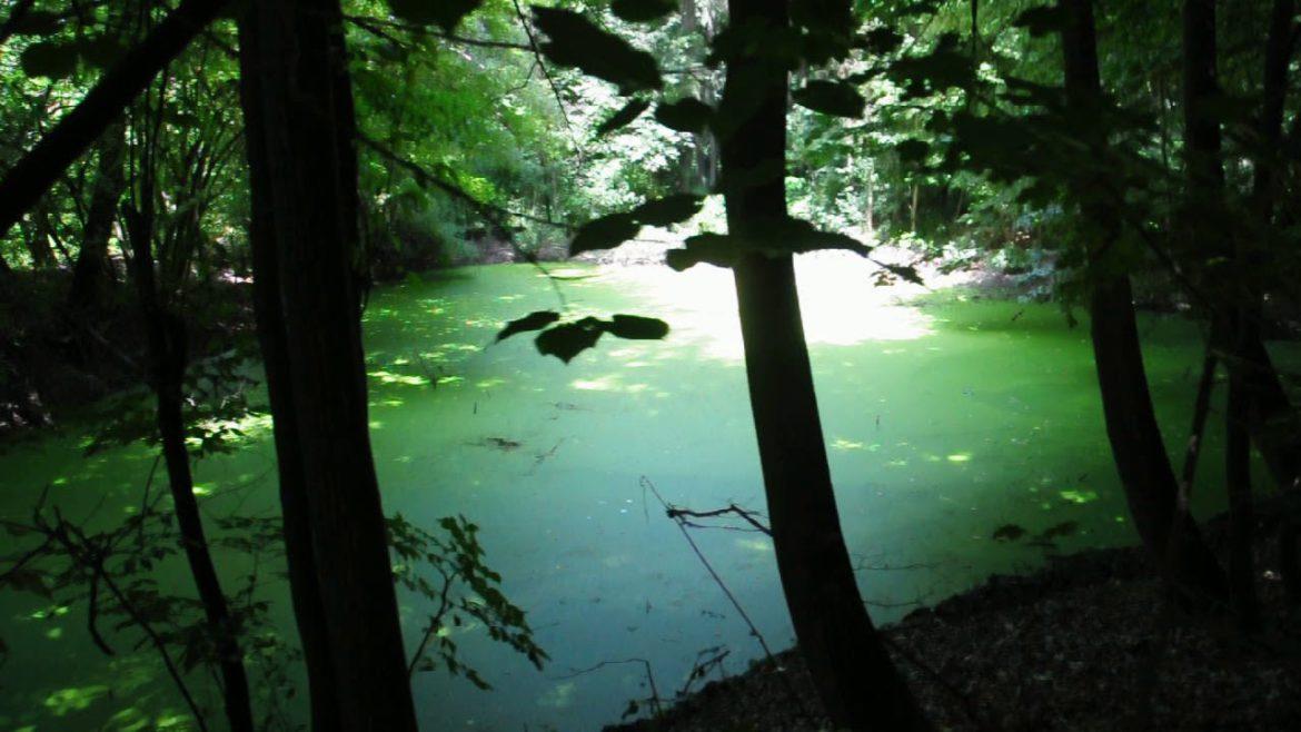 Uluitor! Locul BLESTEMAT de l&acirc;ngă București, unde se spune că nu e bine să pui piciorul: &bdquo;Aici se deschid porțile LUMII DE DINCOLO&rdquo;!