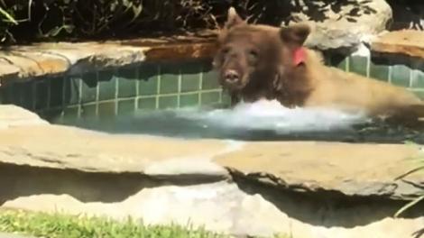 Imaginile care au făcut internetul să EXPLODEZE… de râs! Un urs s-a relaxat cu mai mult stil decât mulți internauți - VIDEO VIRAL