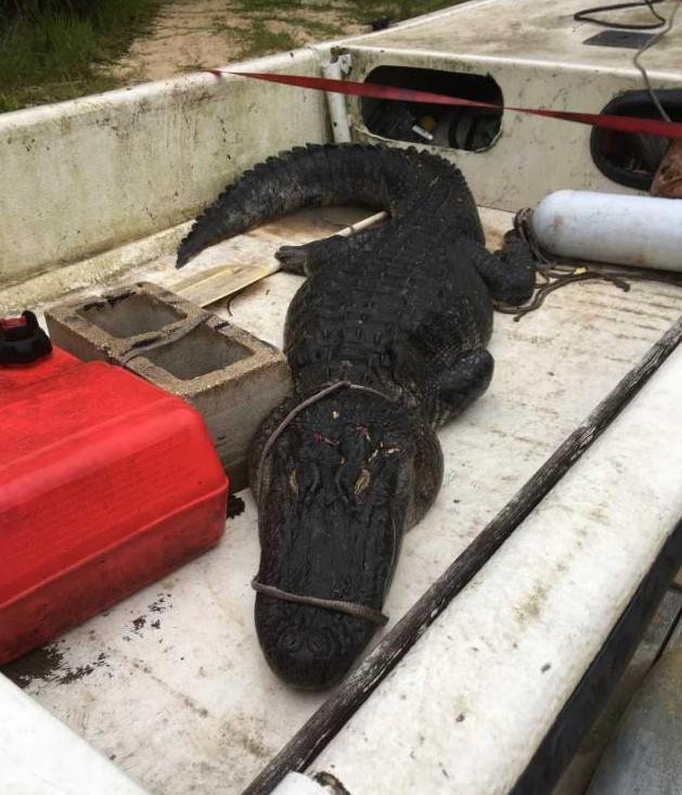 Adolescentă atacată de un ALIGATOR! Apelul disperat al mamei: &bdquo;Doamne! Fiica mea o să moară!&rdquo;