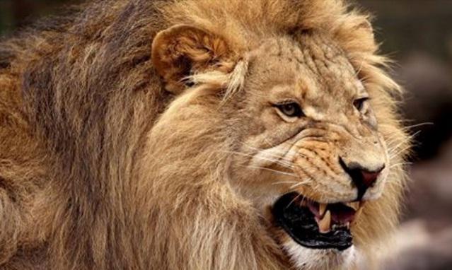 &Icirc;NFIORĂTOR! Au vrut să &icirc;mpuște rinoceri și au fost M&Acirc;NCAȚI DE LEI! I-au devorat pur și simplu