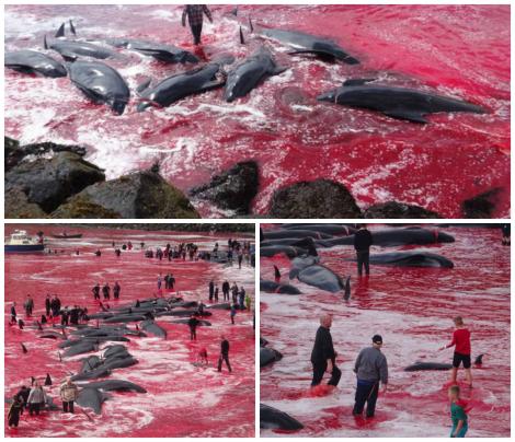 Imagini șocante surprinse în Insulele Feroe! Sute de balene au fost sacrificate de localnici, iar apa oceanului s-a făcut roșie! 