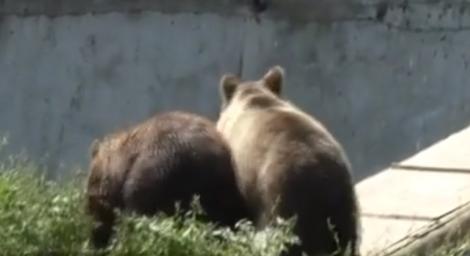 Momente înfiorătoare la Braşov! Doi îngrijitori au fost atacaţi de un urs! Jandarmii au intervenit imediat (VIDEO)