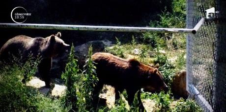 Doi &icirc;ngrijitori de la Grădina Zoo din Braşov au fost sf&acirc;şiaţi de urşi sub ochii &icirc;ngroziţi ai copiilor!