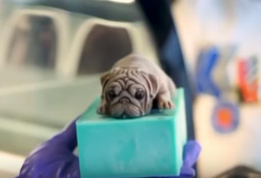 VIRAL. O cafenea servește &icirc;nghețată &icirc;n formă de&hellip; cățeluși. Specialitățile sunt at&acirc;t de realiste, &icirc;nc&acirc;t unii clienți le refuză. VIDEO