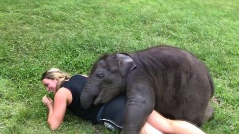 VIDEO VIRAL! Imaginile adorabile cu un pui de elefant care nu vrea să mai plece de lângă o turistă fac înconjurul lumii