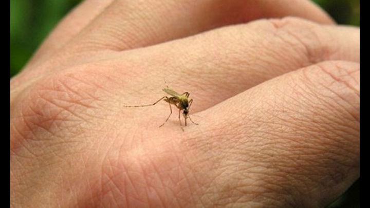 Scapă rapid de ț&acirc;nțari, oriunde te-ai afla! Trucul acesta dă rezultate instant