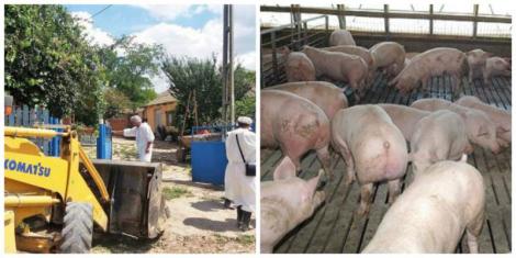 ULTIMĂ ORĂ! Virusul pestei porcine a fost confirmat la cea mai mare fermă din România! Peste 140 de mii de porci vor fi sacrificaţi