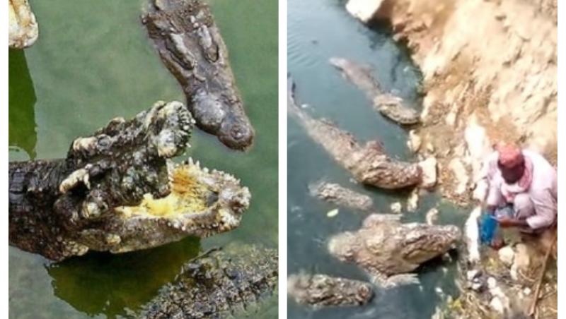 VIDEO: Un bărbat hrănește cinci crocodili deodată, ca pe pisici! Ce i se întâmpla când mâncarea se termină