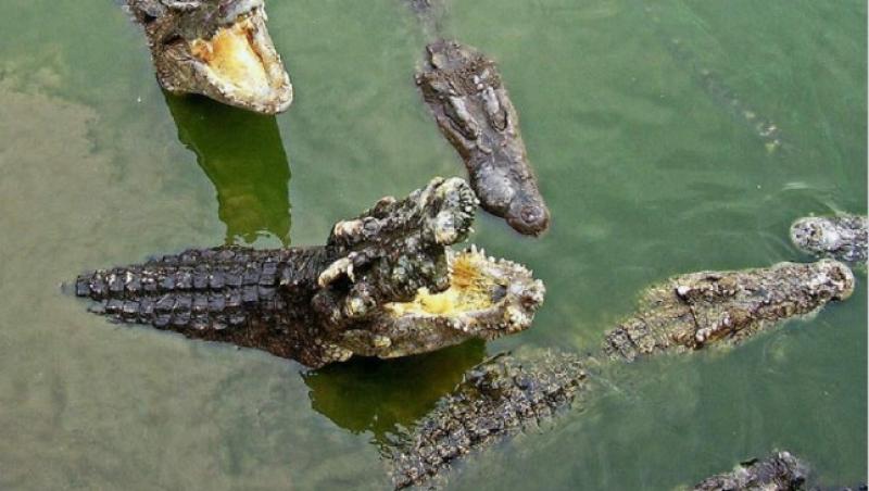 VIDEO: Un bărbat hrănește cinci crocodili deodată, ca pe pisici! Ce i se întâmpla când mâncarea se termină