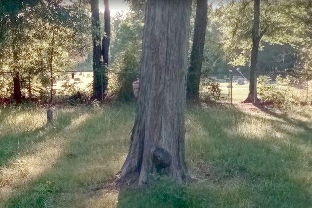 Fantoma unei fetiţe, filmată &icirc;ntr-un cimitir . Ai curaj să apeşi PLAY?