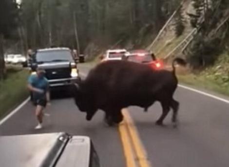 Nebunie curată! Un bărbat a provocat un bizon să îl atace. Gestul lui a fost surprins de o cameră de filmat. VIDEO VIRAL