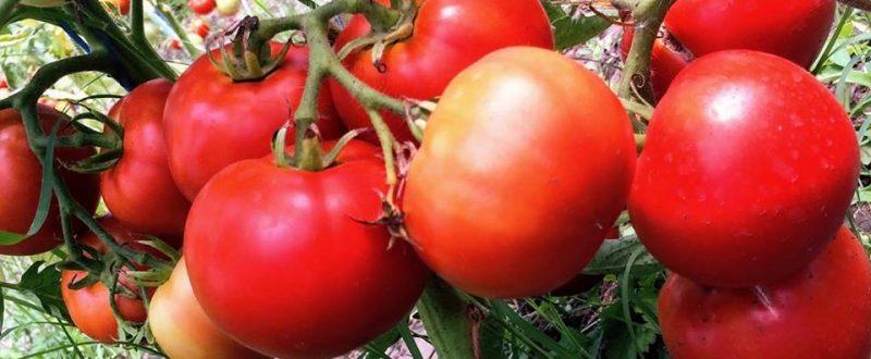 Veste dură pentru mii de rom&acirc;ni! A apărut o nouă formă de &rdquo;pestă&rdquo;! Boala se răsp&acirc;ndește cu repeziciune, iar efectele sunt imprevizibile!&nbsp;