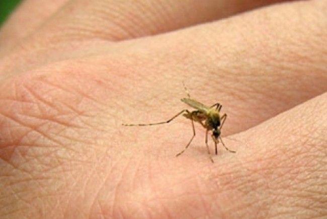 Virusul West Nile continuă să OMOARE! O femeie din județul Dolj a devenit a 13-a victimă. Ce recomandă specialiștii pentru a ține departe virusul