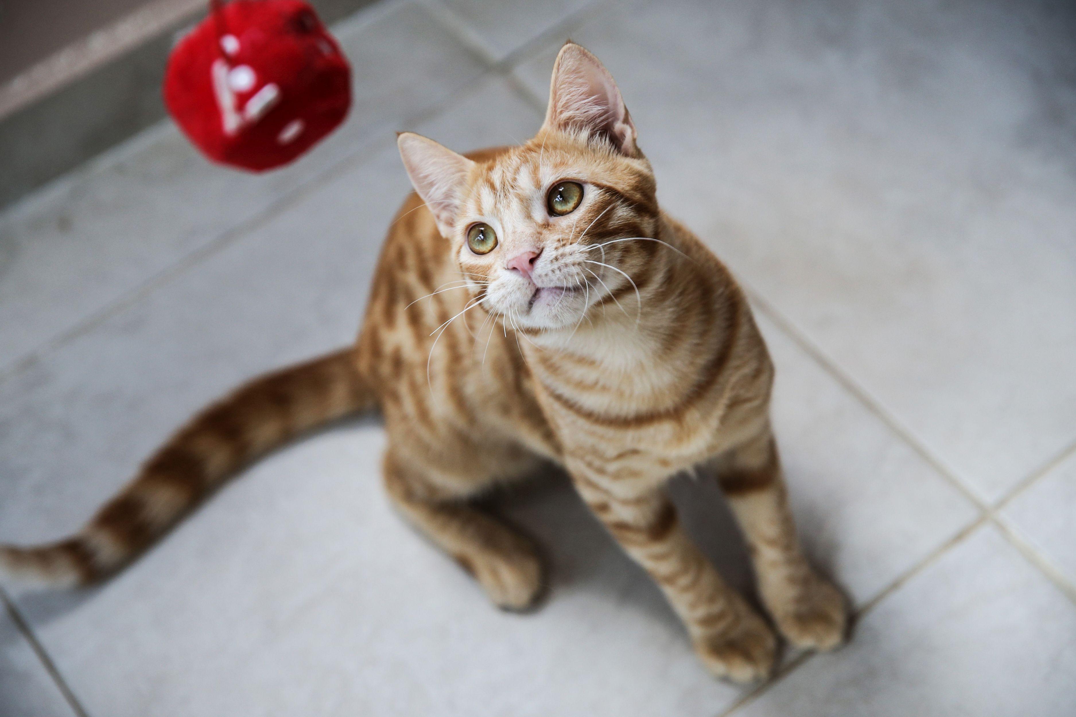 Ziua Internațională a Pisicii celebrată astăzi 8 august 2018. Stii cate pisici sunt pe glob?