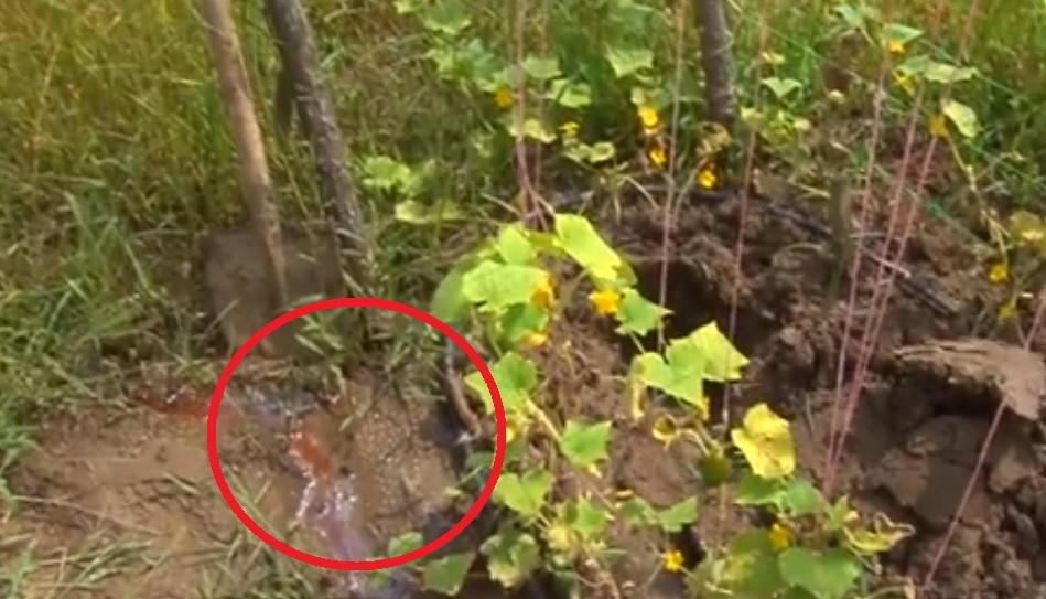 Niște argeșeni săpau păm&acirc;ntul atunci c&acirc;nd au dat peste ceva COLOSAL! Ce au descoperit