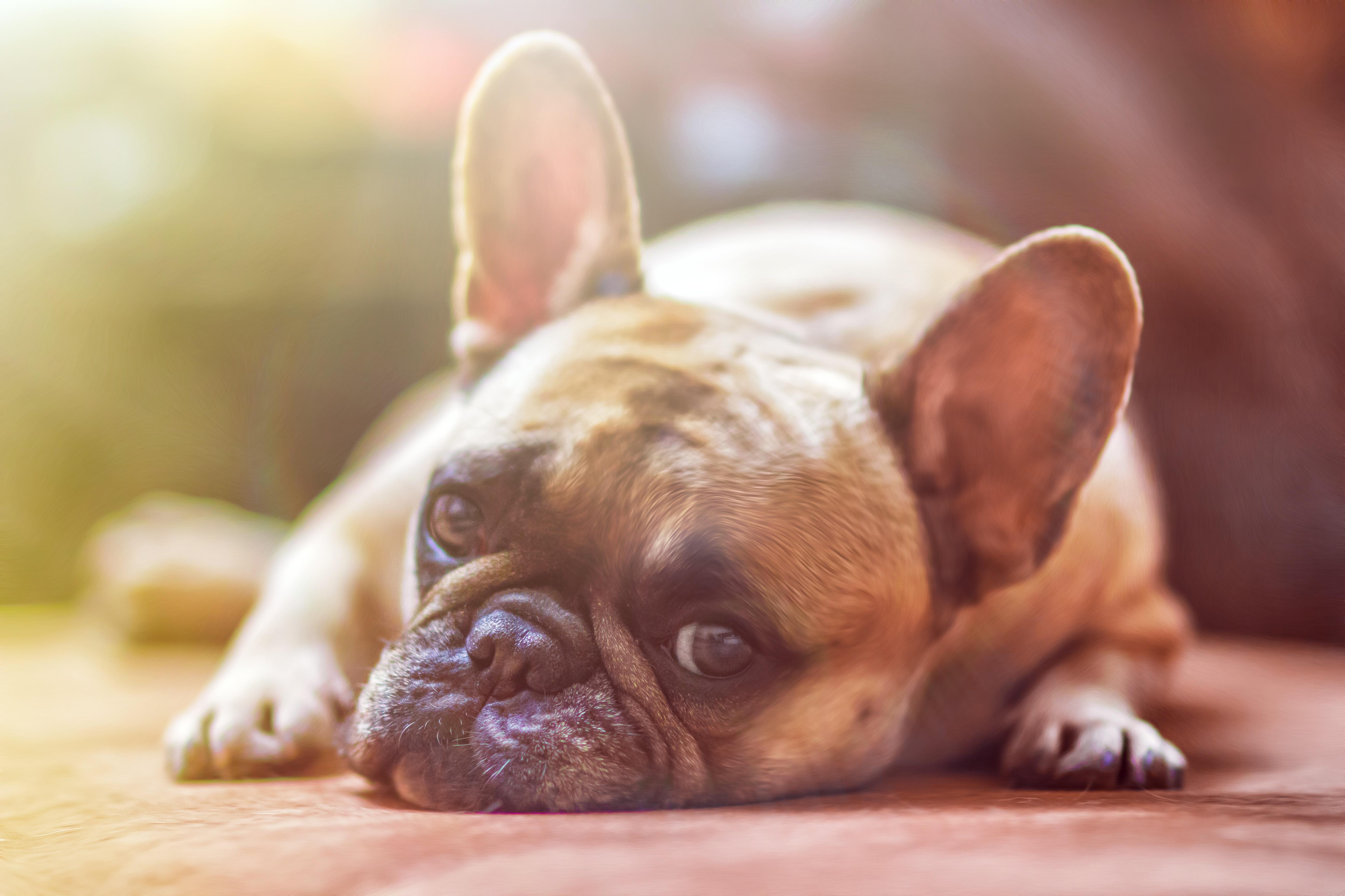 Ce trebuie să știi &icirc;nainte să cumperi un Bulldog Francez