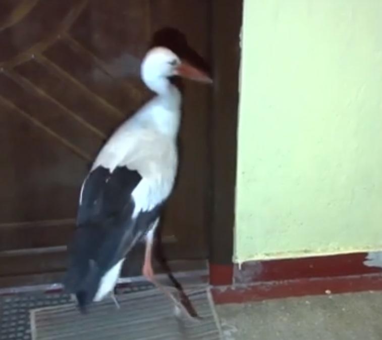 Nu e desen animat! O barză s-a rătăcit &icirc;n Brăila, așa că s-a dus și a bătut la ușa unei bătr&acirc;ne!