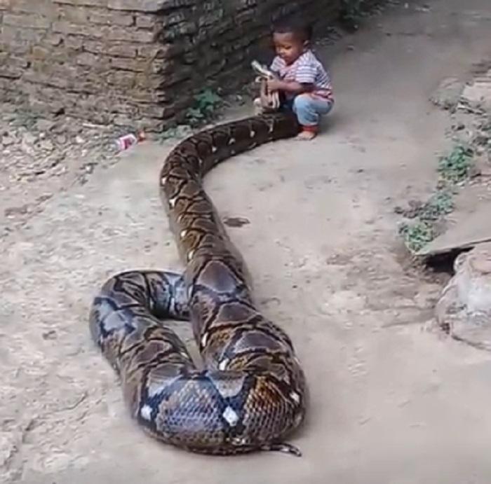 Teribil, nu glumă! Un copil, surprins &icirc;n timp ce se juca cu un piton gigantic! Imaginile senzaționale au făcut &icirc;nconjurul lumii