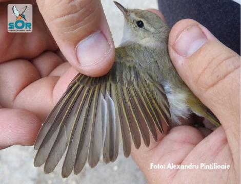 O nouă specie de pasăre în fauna din România 2018. Descoperire cercetători SOR