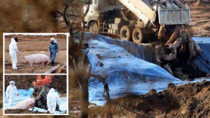 Ipoteză halucinantă &icirc;n cazul pestei porcine! De unde ar fi pornit virusul care s-a răsp&acirc;ndit cu repeziciune și a făcut ravagii