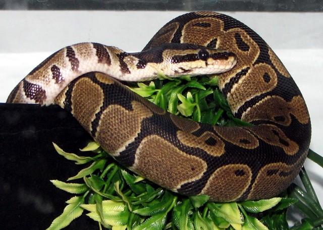 PANICĂ la bordul unui avion! Un pasager a fost prins transport&acirc;nd 20 de șerpi &icirc;n bagajele sale