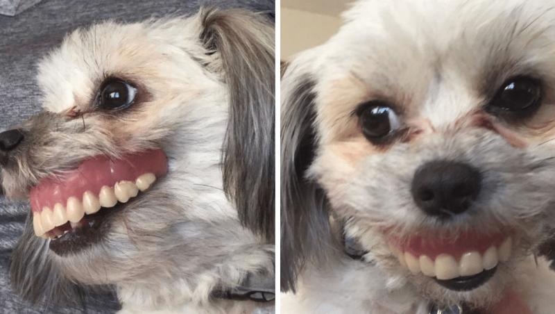 Un câine a furat proteza dentară a stăpânului și lucrurile au luat-o razna! Ce s-a întâmplat