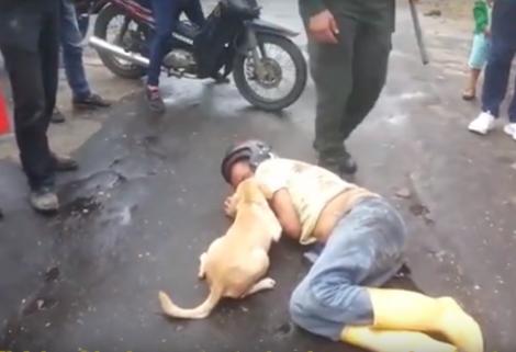 Cum reacționează un câine atunci când stăpânul cade pe stradă (VIDEO)