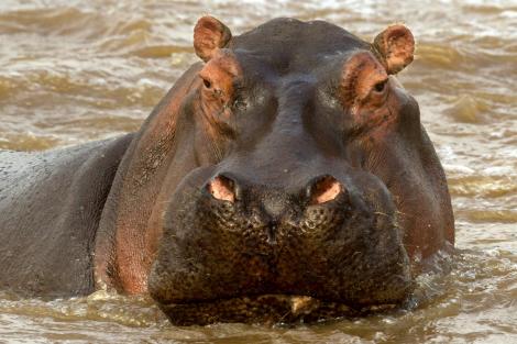 Hipopotamii lui Pablo Escobar, celebri în Columbia! Se înmulțesc ca nebunii și scot din minți autoritățile  