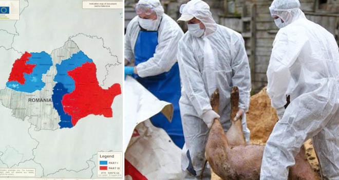 Pestă porcină! Cum vor fi despăgubiți oamenii cărora le-au fost sacrificați porcii! Anunțul făcut de Ministerul Agriculturii