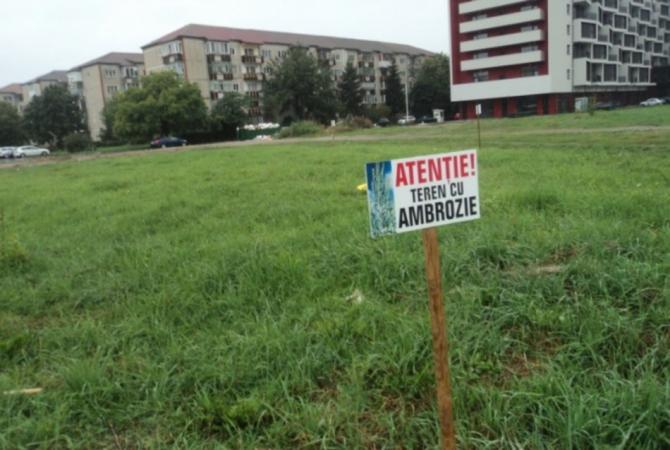 Anunțul de ULTIMĂ ORĂ pentru proprietarii de terenuri! S-a stabilit data p&acirc;nă c&acirc;nd trebuie să elimine ambrozia ca să nu fie sancționați! Mii de rom&acirc;ni au ajuns la medic