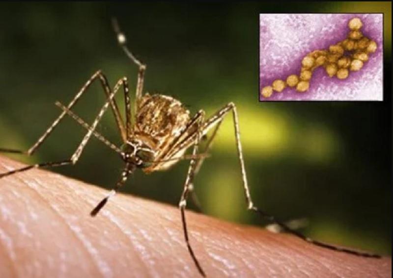 Autoritățile, &icirc;n ALERTĂ! Un bărbat a murit din cauza virusului West Nile! Este al treilea &icirc;nregistrat &icirc;n județ