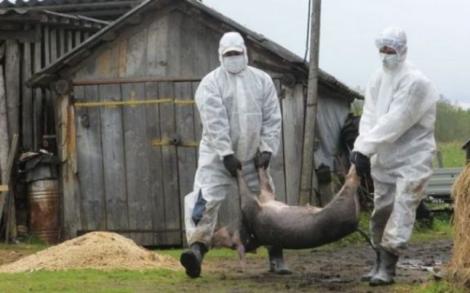 E alertă în Buzău! Încă un focar de pesta porcină: Mai multe animale, găsite moarte în gospodăriile oamenilor