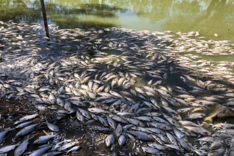 Dezastru ecologic! Imagini șocante cu sute de mii de pești morți, plutind la suprafața apei, circulă pe internet