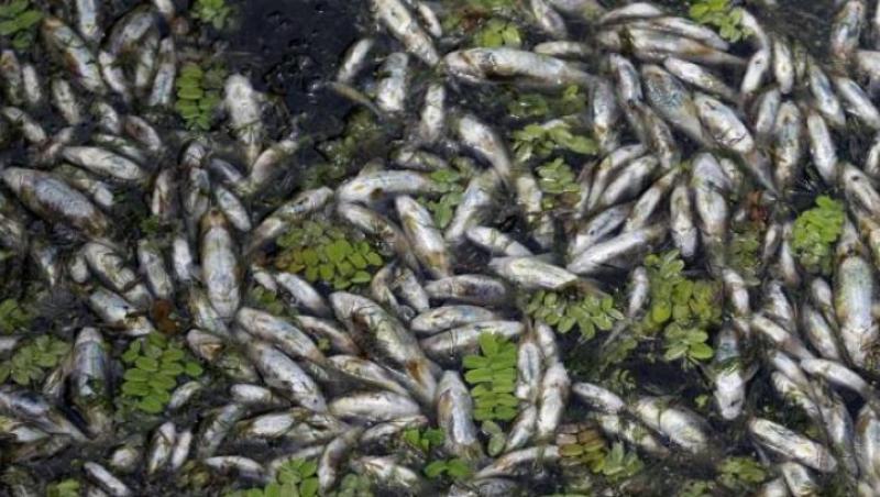 Dezastru ecologic! Imagini șocante cu sute de mii de pești morți, plutind la suprafața apei, circulă pe internet