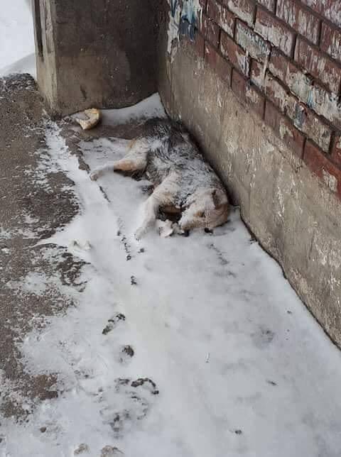 Poți să nu pl&acirc;ngi? Imaginea asta a devenit virală: Un c&acirc;ine a murit &icirc;nghețat, l&acirc;ngă o scară de bloc, aștept&acirc;nd să intre la adăpost