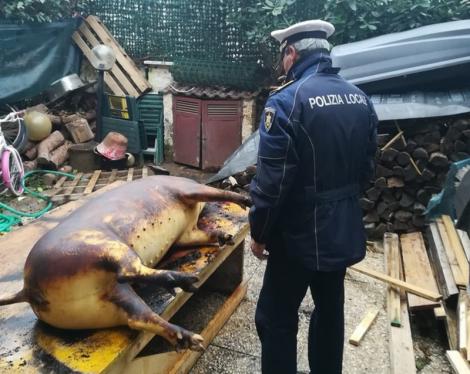 Patru români stabiliți în Italia, săltați de carabinieri după ce au tăiat porcul în curte
