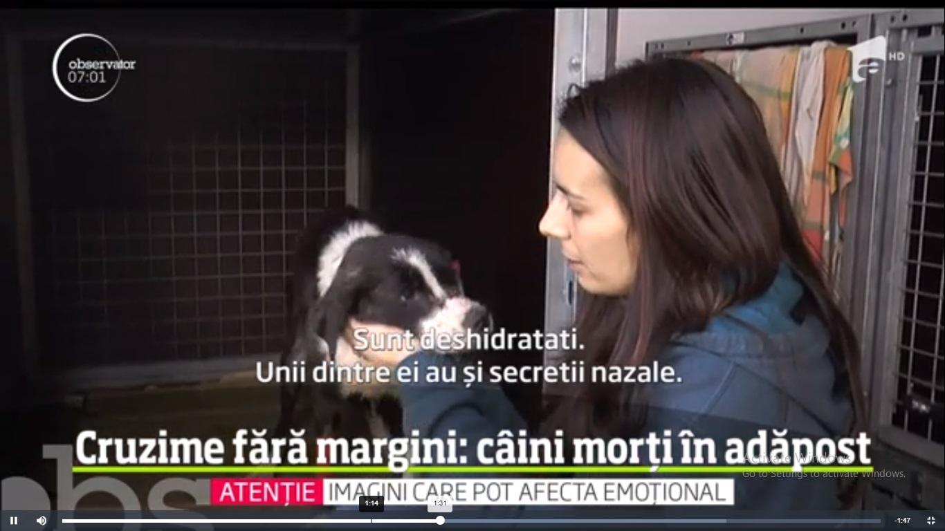 Proprietarul ,,adăpostului de groază'' pentru animale a fost reținutl! Criminalul va fi pedepsit pentru chinul la care a supus zeci de c&acirc;ini și pisici nevinovate