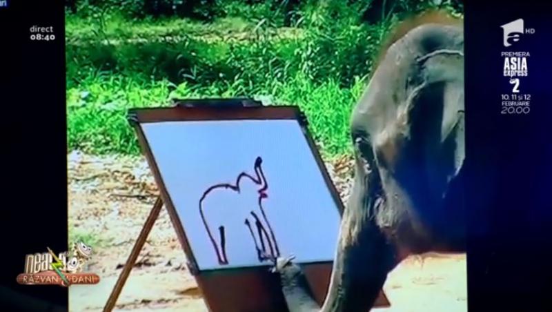 ,,Neatza cu Răzvan și Dani'' Cătălin Oprișan ne face cunoștință cu Suda, elefantul care pictează elefanți mai bine decât mulți oameni