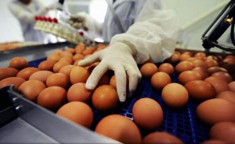 300.000 de ouă contaminate cu otravă de purici în magazinele din zeci de orașe din România, inclusiv București