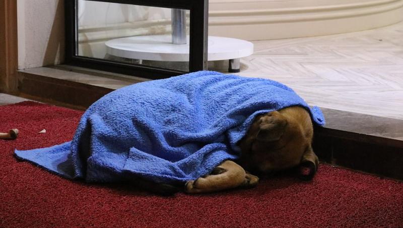 Trăiește ca să ajute! În fiecare noapte, „eroul cu pătură” salvează zeci de animale de la moarte sigură FOTO