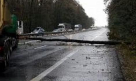Copac căzut pe autostrada București - Pitești, din cauza vântului puternic. În zonă plouă torenţial, iar traficul a fost perturbat