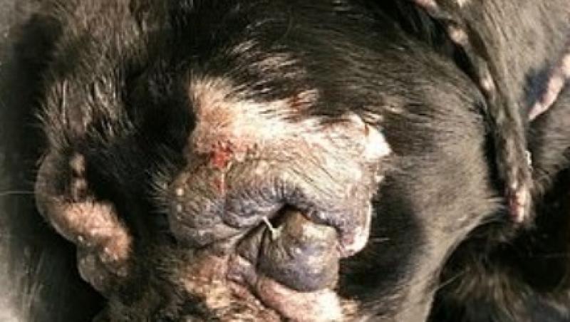 Stăpâna a refuzat să meargă cu câinele la veterinar și pielea acestuia a devenit ca de elefant! Ce a pățit animalul