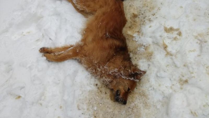 Imagini tulburătoare circulă pe internet. Câini otrăviţi şi lăsaţi să moară în chinuri în mijlocul străzii, pe zăpadă: 