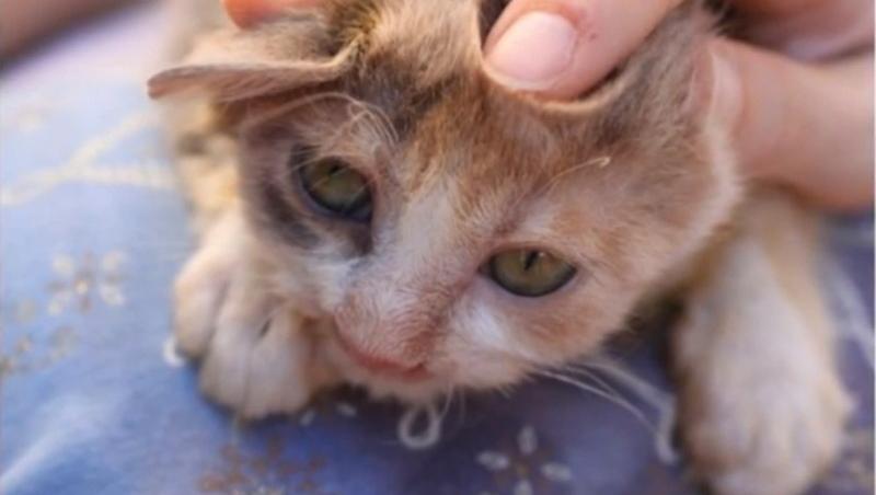 O fetiță de 7 ani a salvat de la moarte o pisicuță complet desfigurată! Adulții o ignorau și treceau pe lângă ea cu capul întors. Cum arată acum ,,micul monstruleț''