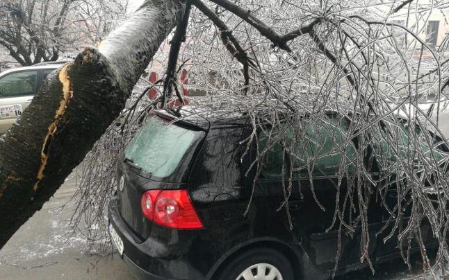 &Icirc;n atenția șoferilor! Daunele produse de copacii căzuți pe mașini pot fi despăgubite de asigurarea auto. Care sunt condițiile